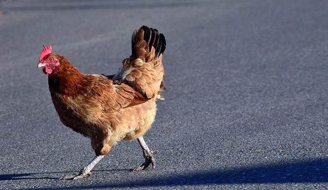 Spain - chicken road oficial